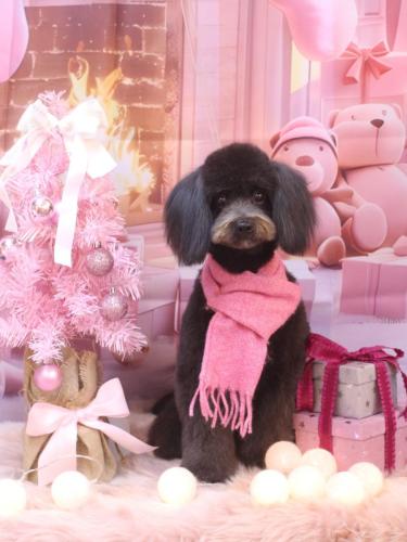 20241217らむちゃん